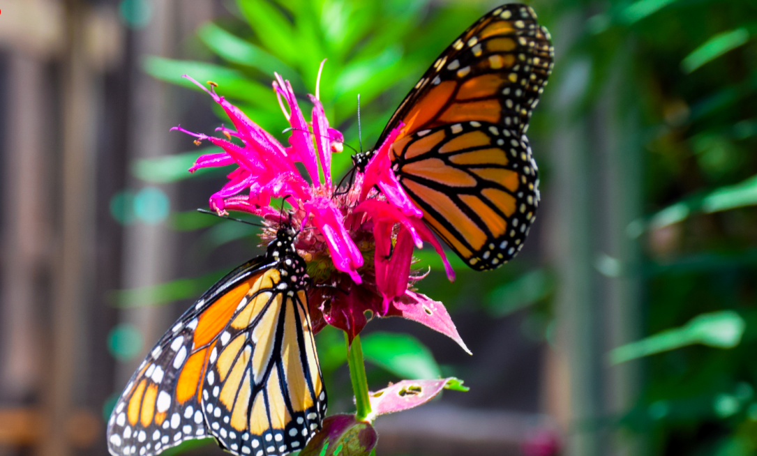 CNT-ButterflyHouse CNT-ButterflyHouse